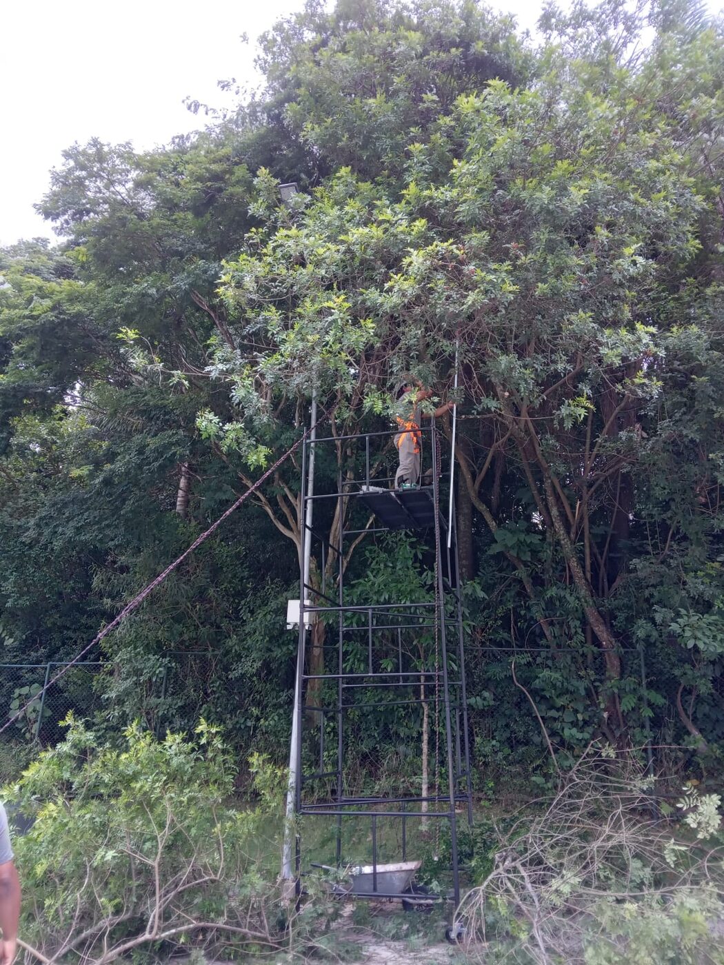 Detalhe do acabamento de corte de árvore em Perdizes