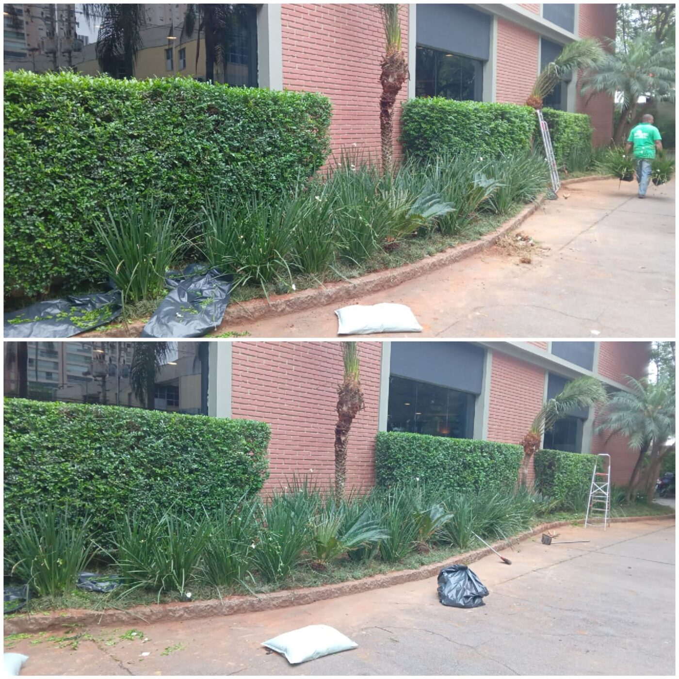 Corte de árvore em Ribeirão Pires em imóvel residencial