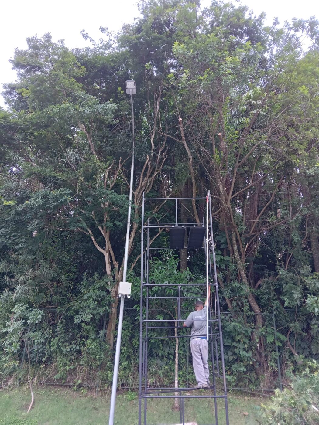 Corte de árvore em Santo Amaro em imóvel residencial