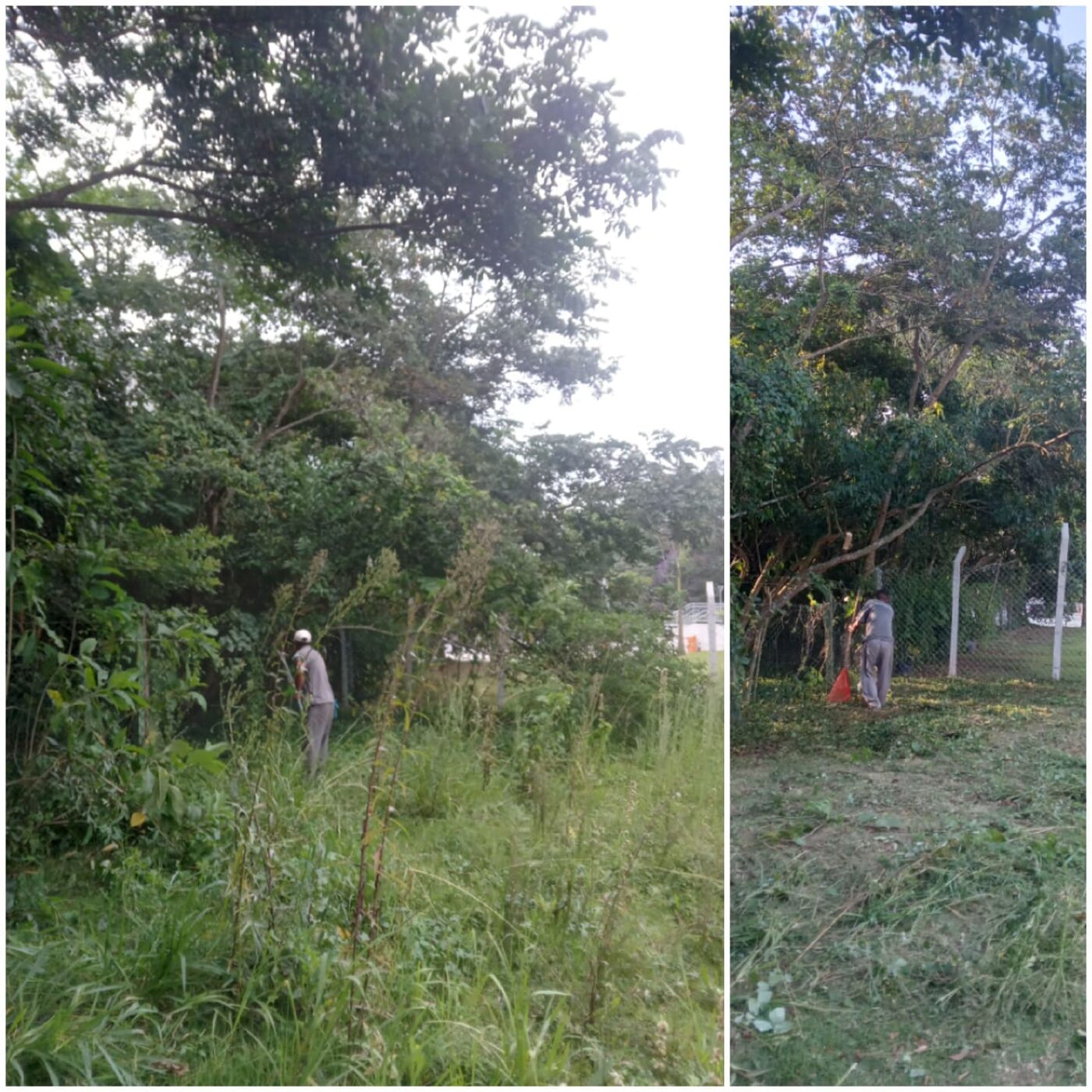 Antes e depois de matar trepadeira em Cotia