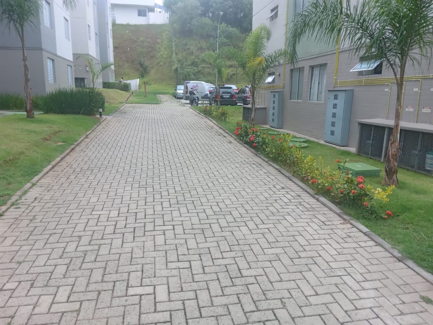 Matar trepadeira em São Bernardo do Campo: resultado do serviço