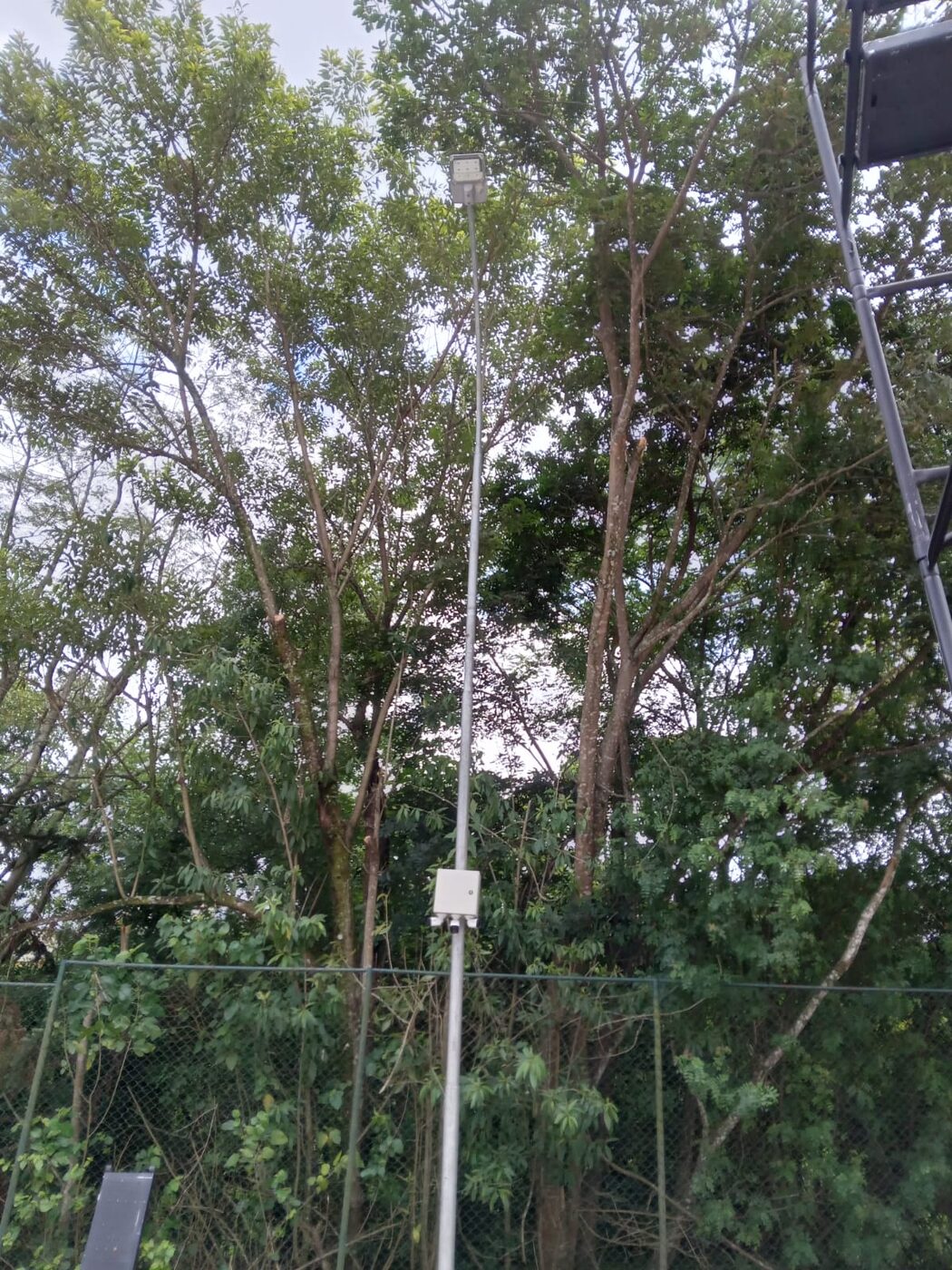Antes e depois de poda de árvores em Barueri