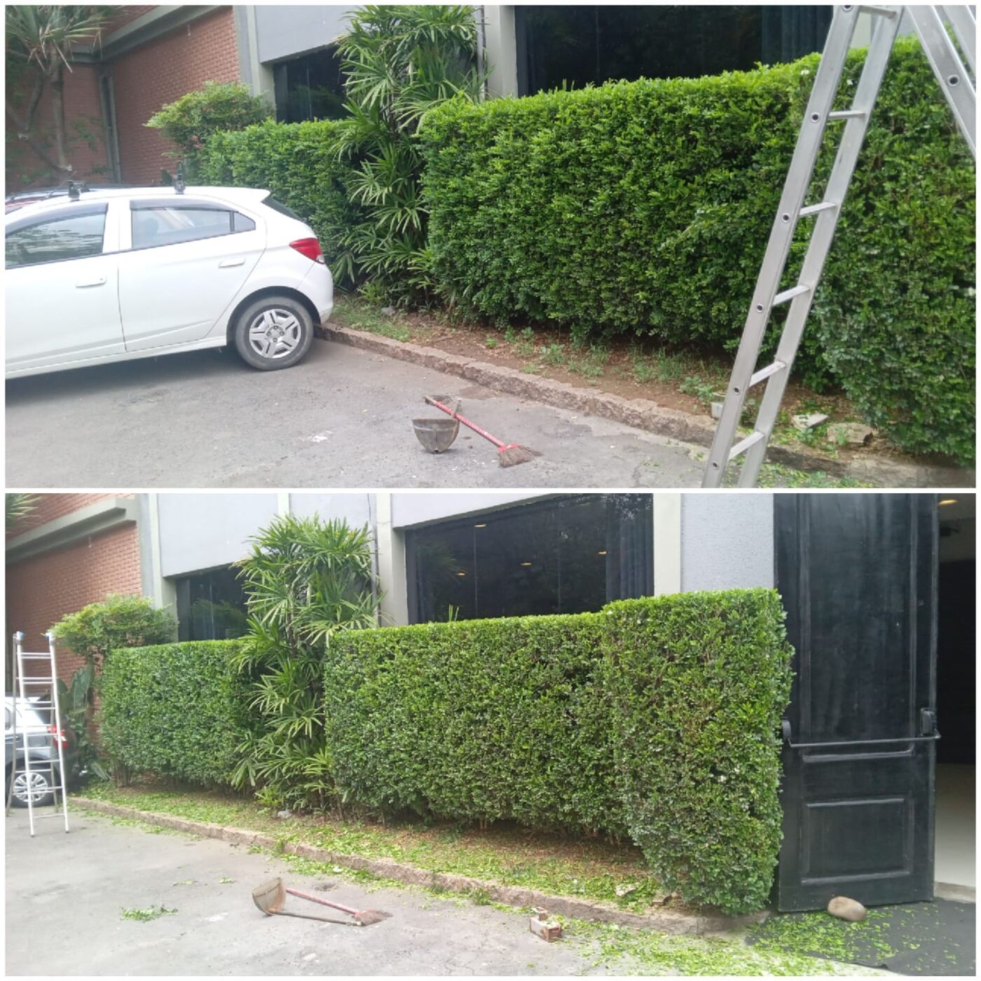Detalhe do acabamento de poda de árvores na Cidade Jardim