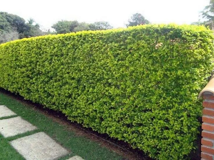 Antes e depois de roçagem de terreno em Itapevi